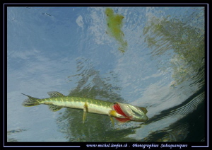 Young Pike Fish jawning close to the surface... :O)... by Michel Lonfat 